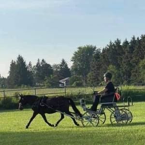 Meet your Posher, Donna